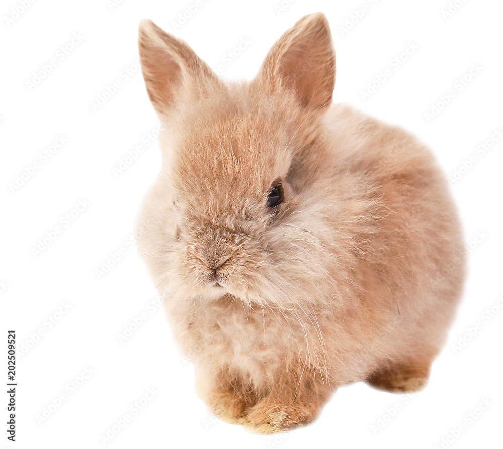 brown rabbit, furry rabbit, funny rabbit, paws, ears, tail