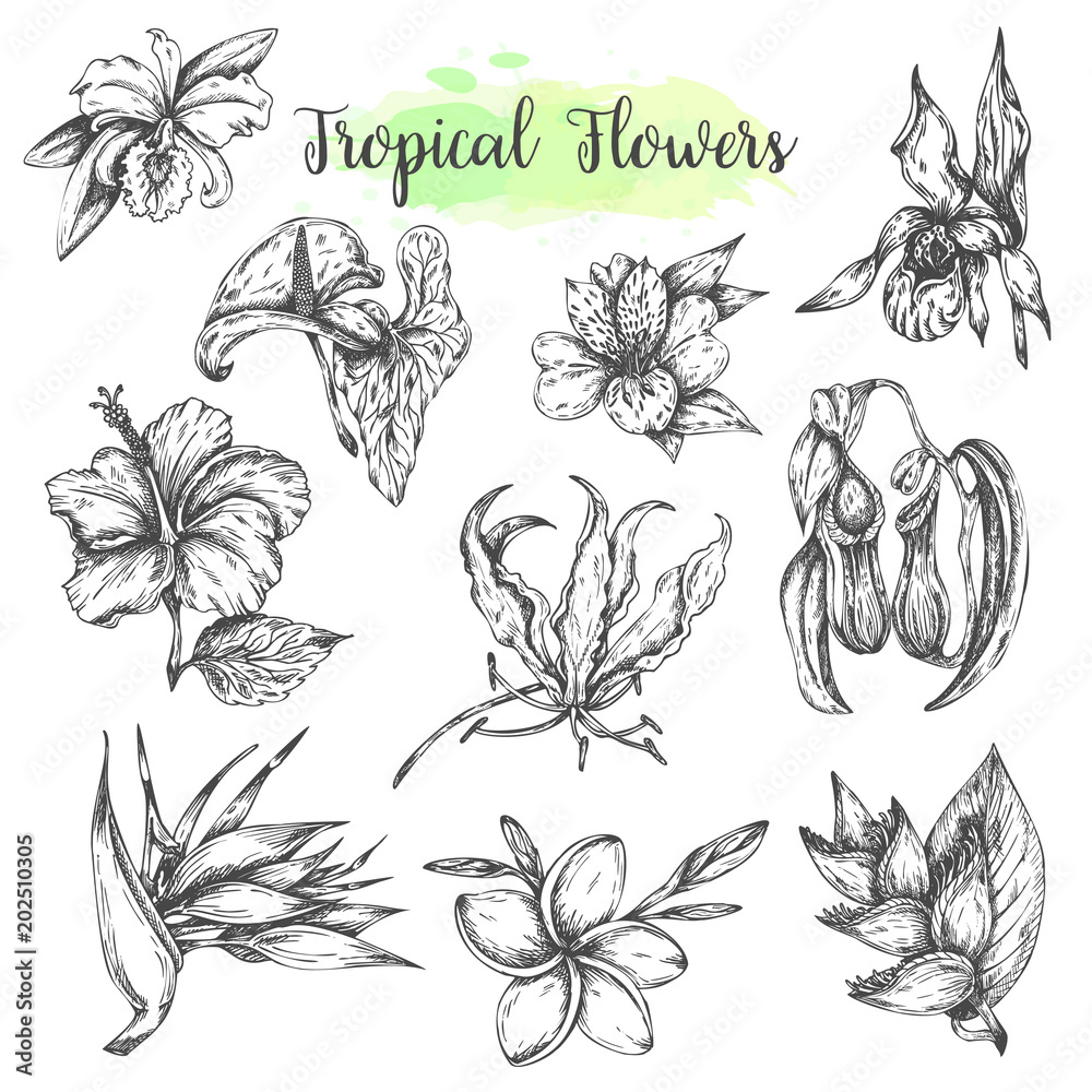 Tropical flowers Hand drawn bird of paradise flower, hibiscus, frangipani. Floral tropic set. Vector illustration