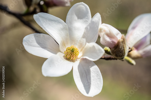 Flower Magnolia flowering against a background of flowers.