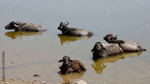 Wasserbüffel beim Baden in einem See in Rajasthan, Indien © Omm-on-tour