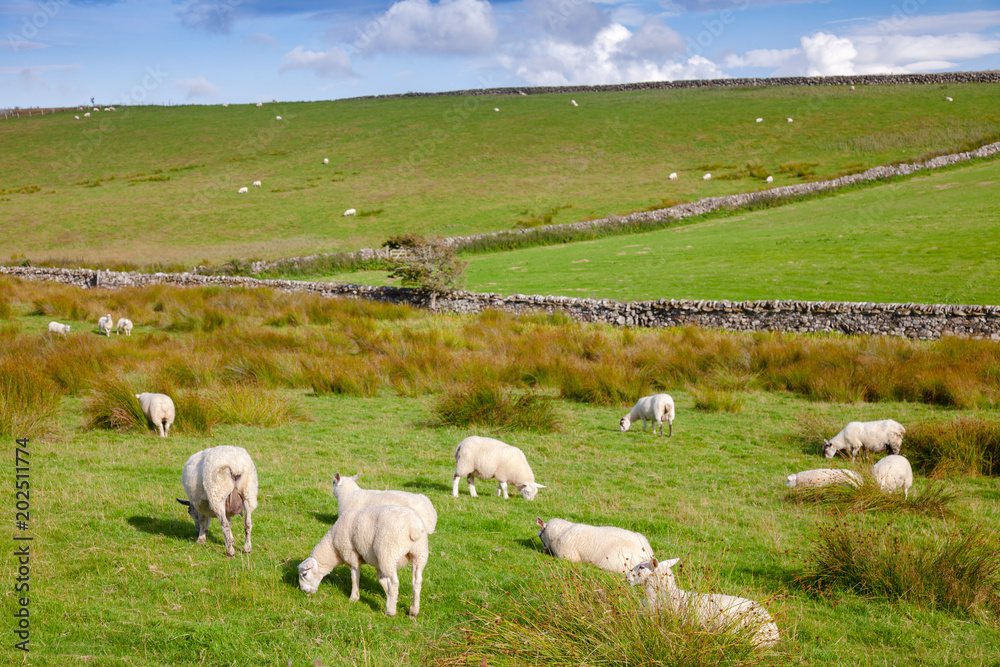 Obraz premium Scottish rural landscape with grazing sheep