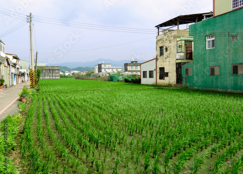 Rice fields in urban areas - Taiwan