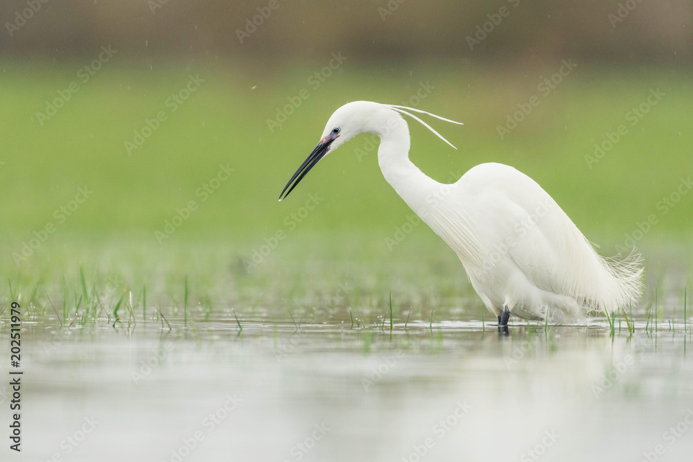 Obraz premium floating lookout with egret