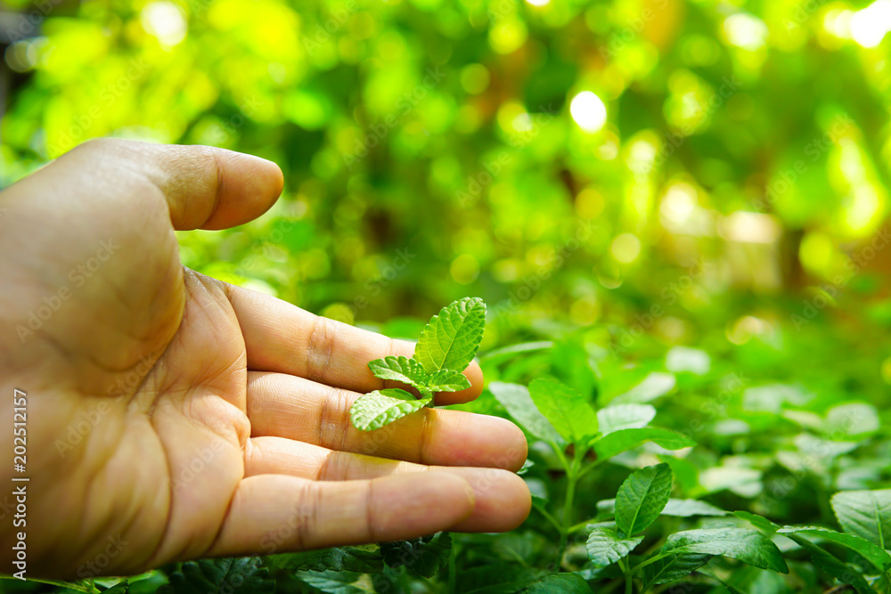 Man hand pick a peppermint Man hand pick a peppermint