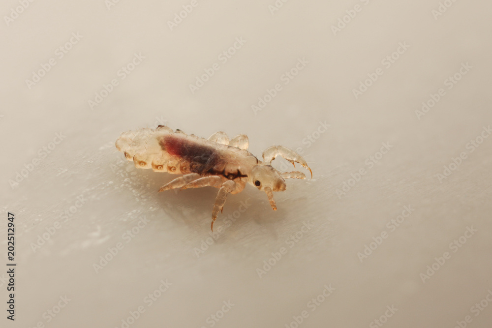 Фотография Head lice (louse) isolated