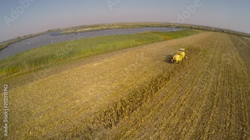 Aerial footage of combine-harvester working in corn field. Harvest of maize. Sunny fall day.