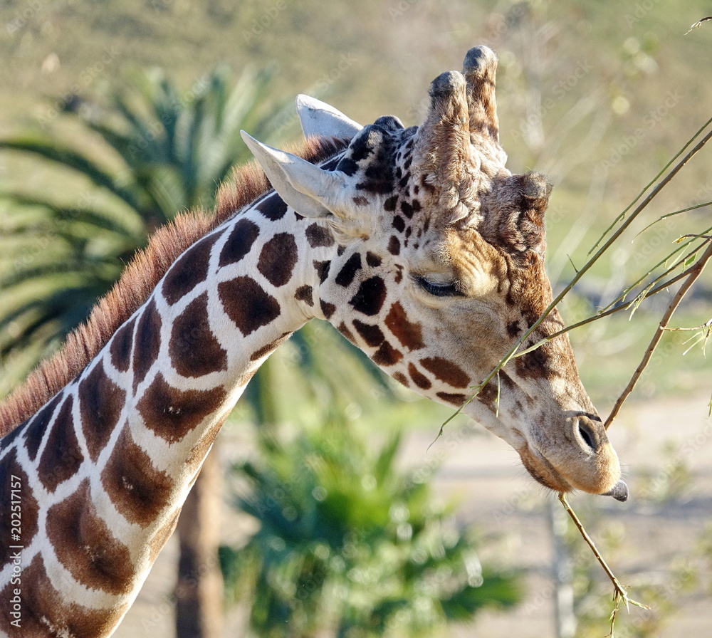 Valokuva Giraffe Foraging
