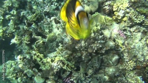 raccoon butterflyfish courios dahab