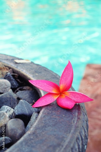 frangipani flower is beautiful at the pool