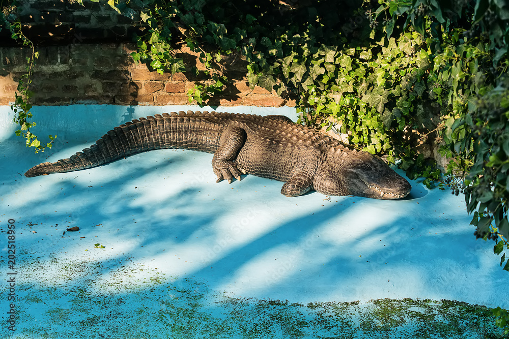 Naklejka premium Crocodile in the pool
