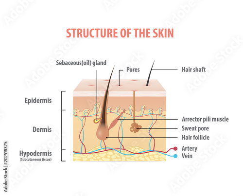 Structure of the skin info graphics illustration vector on white background. Beauty concept.