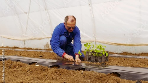 Middle aged farmer planting cucumbers in a greenhouse.