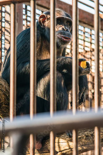 Принти на полотні Chimpanzee in cave
