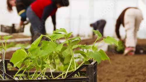 Planting cucumbers in a greenhouse.