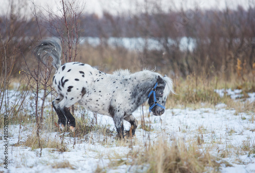 Horse in autumn