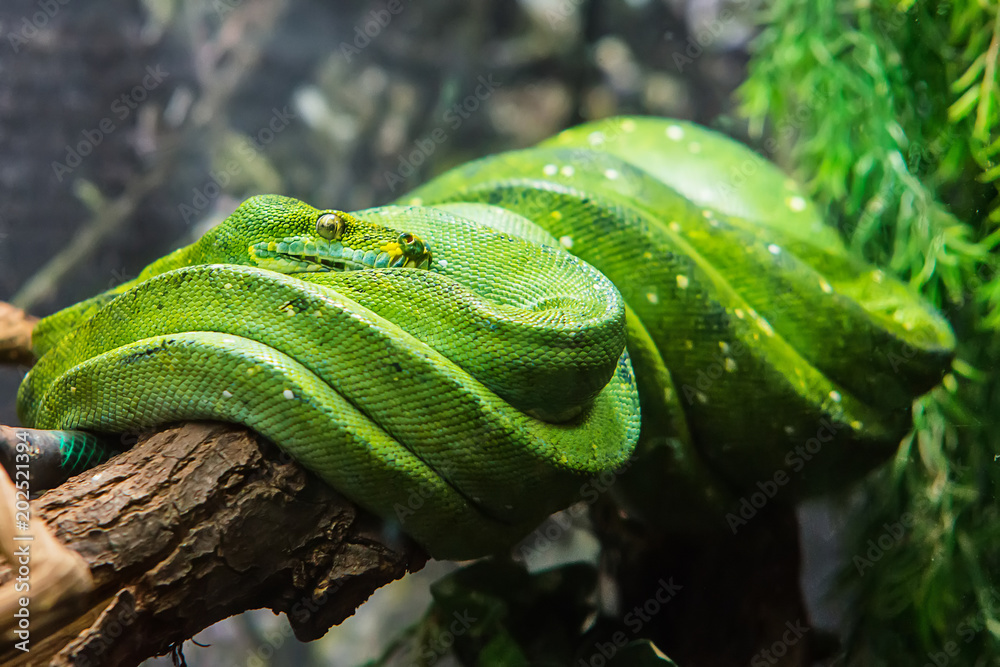 Naklejka premium Emerald tree boa