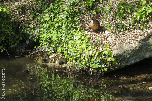 La Mare aux Canards.