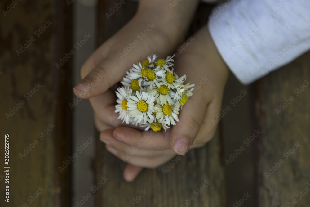 Mother's day with flowers.daisy in the hand. Mother's day with flowers.daisy in the hand.