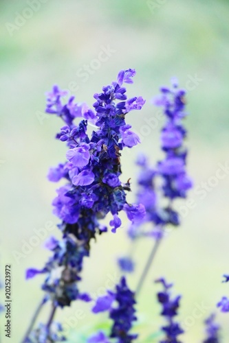 Purple salvia flowers at beautiful in garden