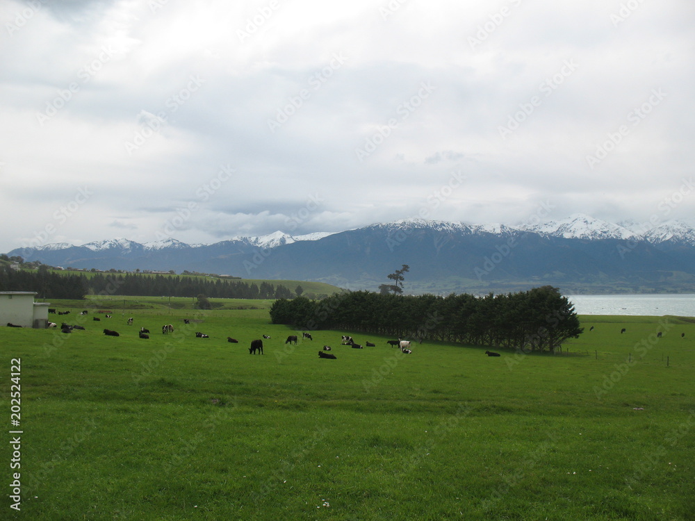 New-Zealand view
