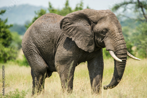 elephant Serengeti tanzania africa