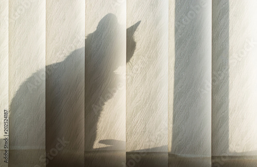 The shadow of a cat, who sits behind the blinds on the window in the sunlight