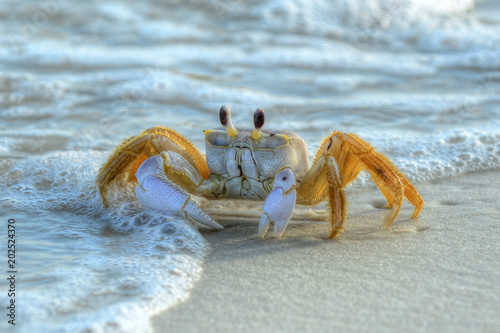 Foto Ghost Crab on Crooked Island in Tyndall Air Force Base, Fl