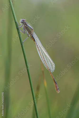 Willow Emerald Damselfly (Chalcolestes virdis)/Willow Emerald Damselfly on a green plant stem photo