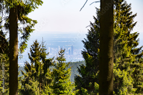 Blick auf die Frankfurter Skyline aus dem Wald heraus