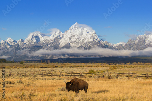 Bison and Tetons