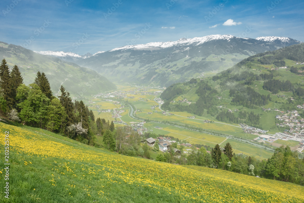 Blütenstaub im Zillertal durch Fichtenblüte Blütenstaub im Zillertal durch Fichtenblüte