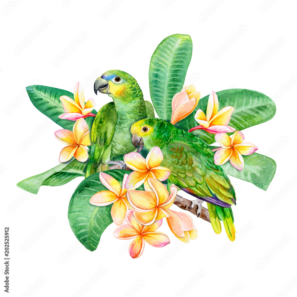 Blue fronted Amazon parrot. Birds sitting in plumeria flowers isolated on white background. A green parrot. Illustration. Watercolor. Template Close-up. Clip art.