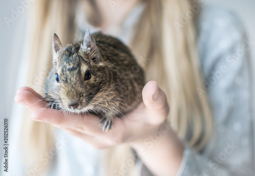 Young teenager girl holding small animal chilean common degu squirrel. Close-up portrait of the cute pet in kid's palm.