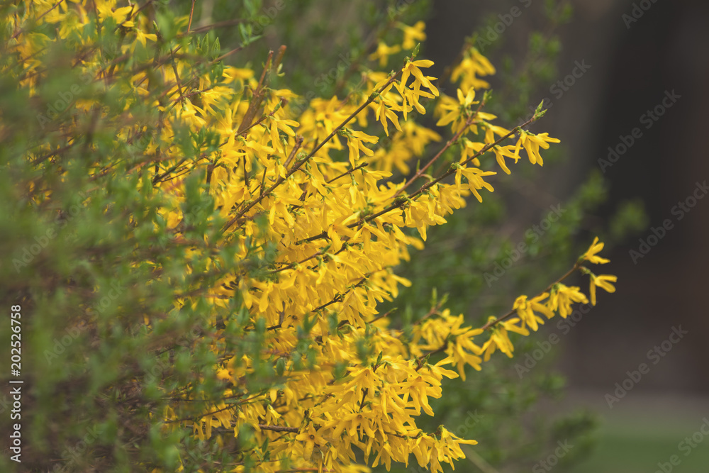 Yellow forsythia blossom in the city park on spring sunny day. Yellow forsythia blossom in the city park on spring sunny day.