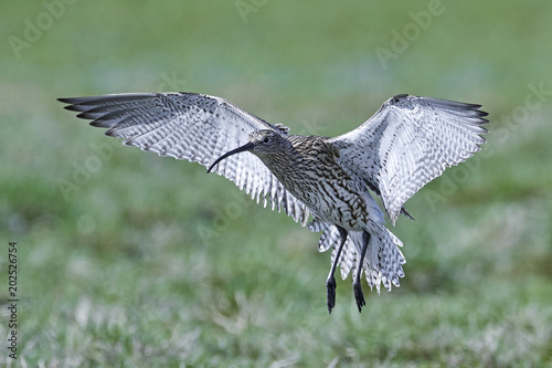 Eurasian curlew (Numenius arquata) photo