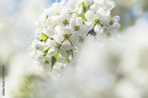 Spring background art with white cherry blossom © Victoria Kondysenko