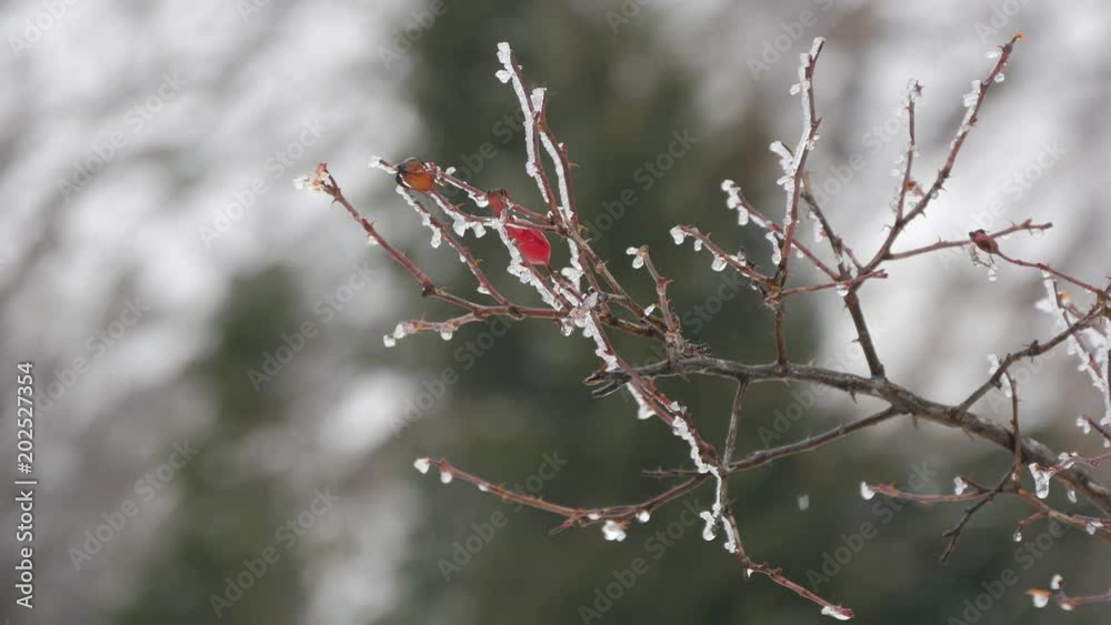 Close up view of brier branch with frozen fruits Close up view of brier branch with frozen fruits
