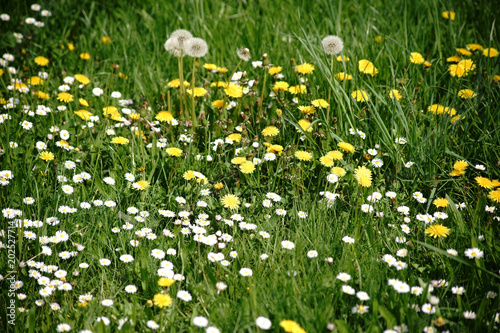 Wildwiese mit Blumen / Eine Wildwiese mit verschiedenen Blumen, wie Löwenzahn und Gänseblumen. © ginton