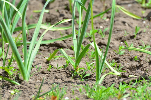 A garden with green onions and garlic in the garden close up.