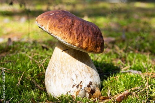 Cep mushroom .Boletus in the moss in the forest under the rays of the sun.