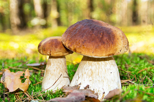 Two Mushrooms in the moss in the forest under the rays of the sun in the morning .Cep mushroom, boletus, Borovik