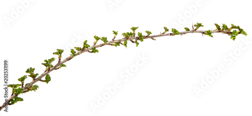 A branch of currant with green foliage on an isolated white background.