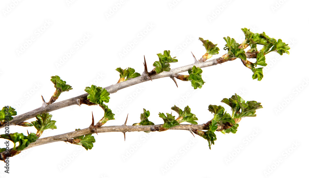 On an isolated white background a branch of a currant bush with young green leaves On an isolated white background a branch of a currant bush with young green leaves
