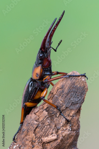 stag beetle - Prosopocoilus savagei photo