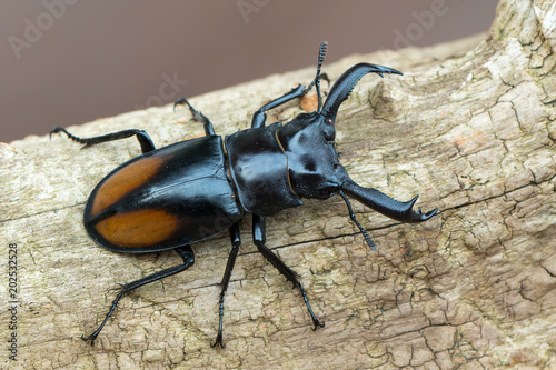 Fighting Giant Stag Beetle - Hexarthrius parryi photo