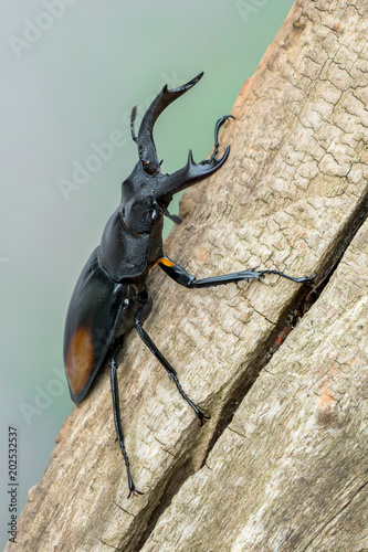 Fighting Giant Stag Beetle - Hexarthrius parryi photo