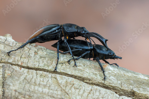 Fighting Giant Stag Beetle - Hexarthrius parryi photo