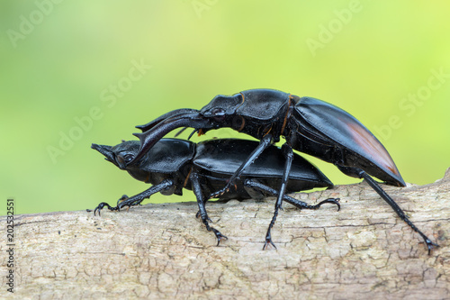 Fighting Giant Stag Beetle - Hexarthrius parryi photo