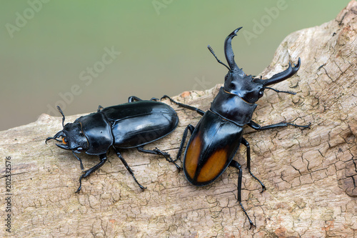 Fighting Giant Stag Beetle - Hexarthrius parryi © Marek R. Swadzba