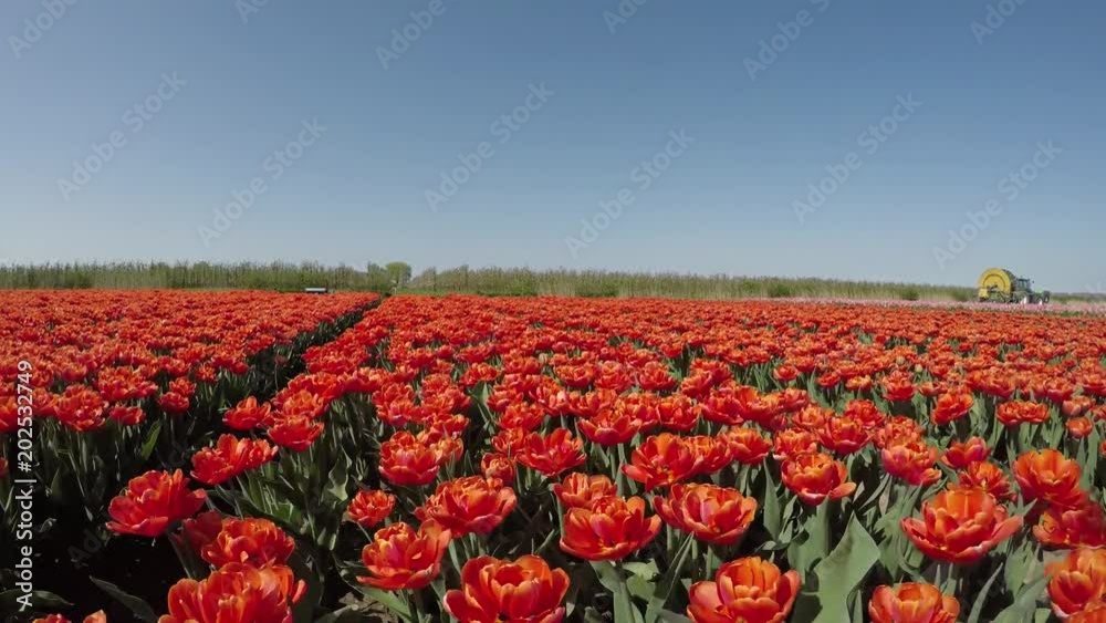 Tulip fields in bloom in Holland, low angle flying over the colored flowers Tulip fields in bloom in Holland, low angle flying over the colored flowers